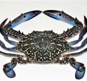 100/200/300/400  Blue Swimming Crabs 10kg