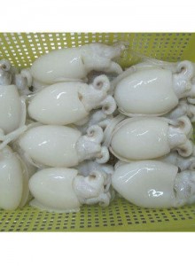6008 Baby Cuttlefish 20 x 500g