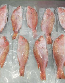 S&G Red Snapper 10 Kg